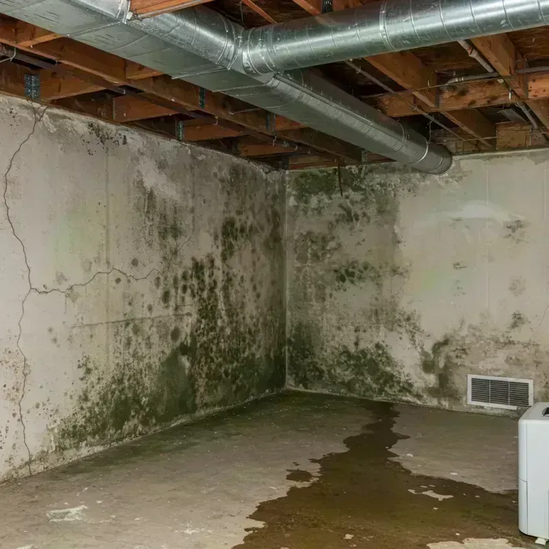 Professional Mold Removal in Fayette County, TN